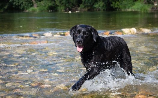 纯黑拉布拉多犬图片