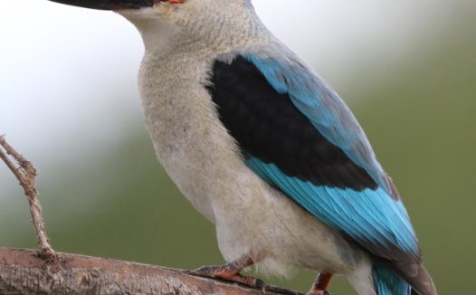 蓝色非洲翠鸟站在枝干上图片