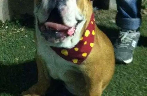 狗洗澡闷死 | 北京:送爱犬去动物医院洗澡 结果被实习生憋死