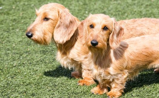 草地长毛腊肠犬图片