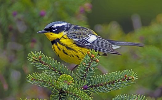 玉兰莺鸟儿图片