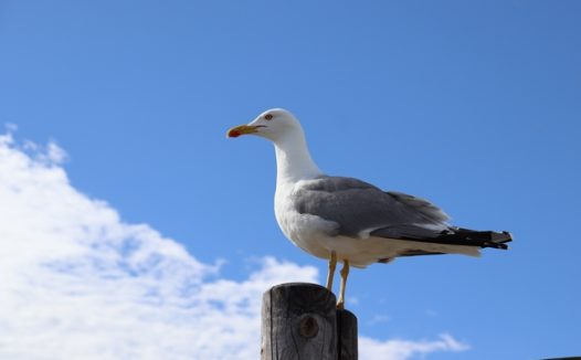 蓝天下站在木桩上的海鸥图片