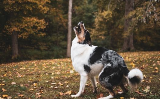 秋季树林边境牧羊犬摄影图片