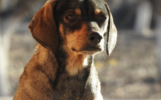 蹲坐在地上的猎浣熊犬摄影图片