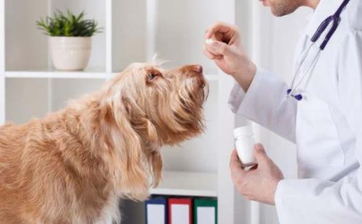 狗狗吃完驱虫药可以洗澡吗