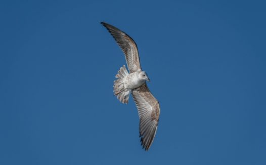 蓝色高空展翅翱翔燕鸥摄影图片