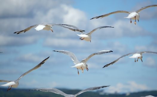 一群飞翔的海鸥图片