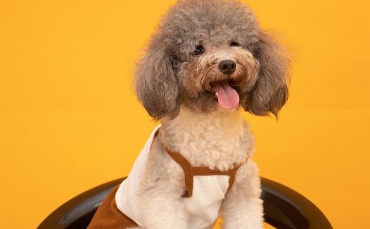 可爱迷你宠物贵宾犬图片