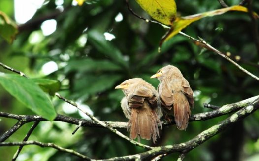两只棕色鸟图片