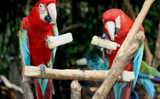 吃玉米的鹦鹉图片