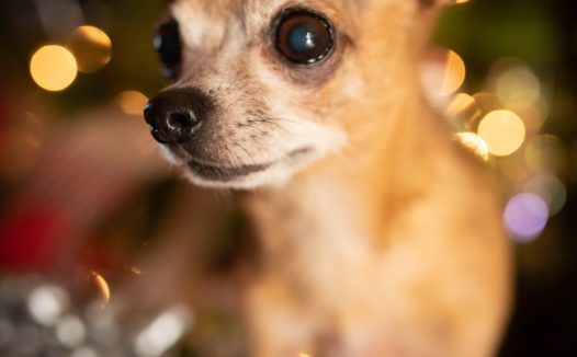 可爱吉娃娃宠物摄影图片