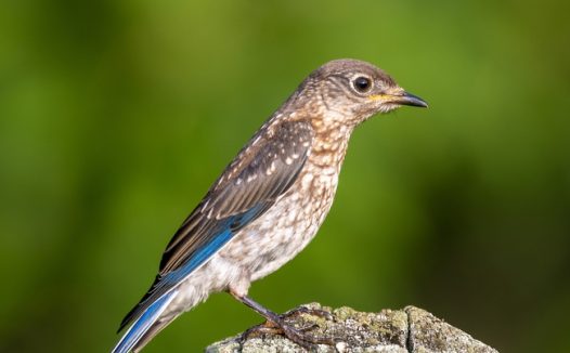 站在木桩上的野生飞禽图片