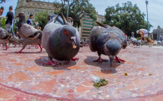 广场鸽子觅食图片