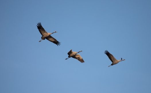 空中候鸟飞行图片