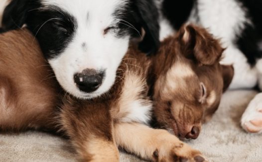 睡觉的小狗狗图片