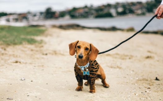 拴着狗绳的腊肠狗图片