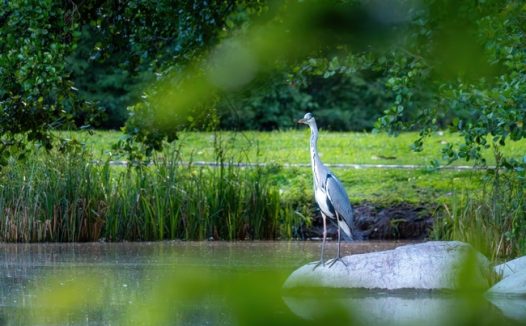 站在田野池塘边上的苍鹭图片