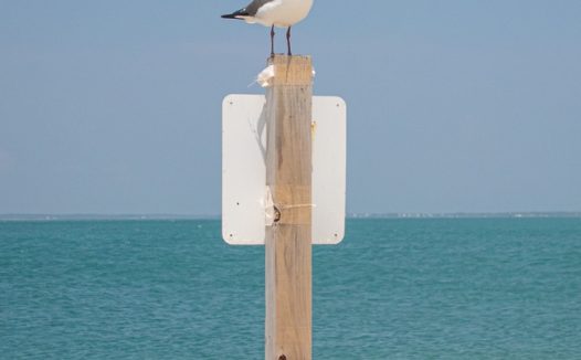 夏日蓝色海边木桩海鸥图片