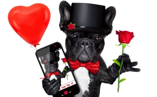 浪漫黑色狗狗图片