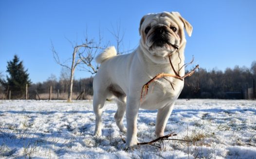 白色哈巴狗图片