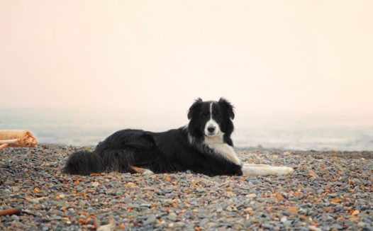 海滩上边境牧羊犬图片