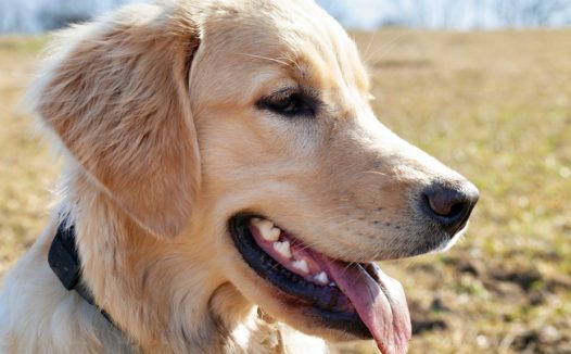 伸着舌头的金毛猎犬摄影图片
