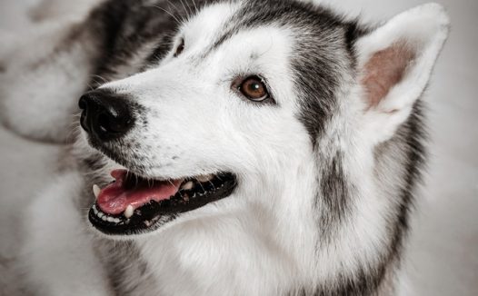 大型猎犬阿拉斯加雪橇犬图片