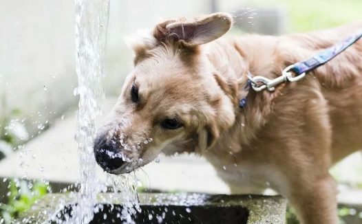 狗狗不怎么喝水是啥原因?一文教你识别并应对