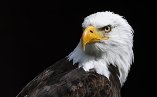 尖嘴白头鹰猛禽摄影图片