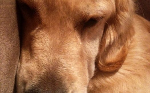 小型金毛犬图片