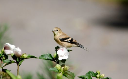 金翅雀摄影图片