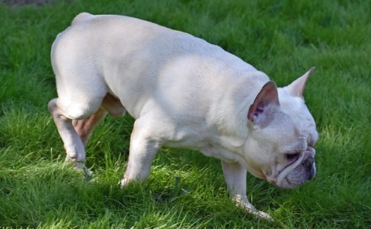 可爱法国斗牛犬狗狗图片