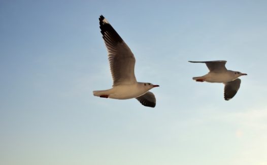 天空飞行海鸥图片