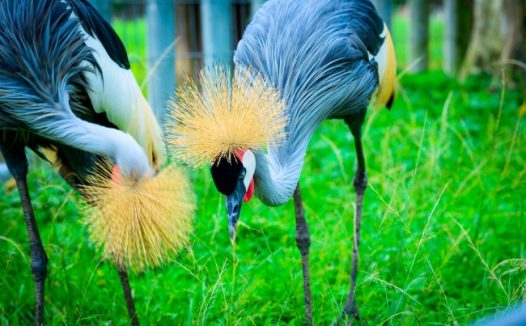 漂亮非洲冠鹤图片