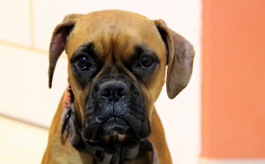 悲伤的狗狗图片