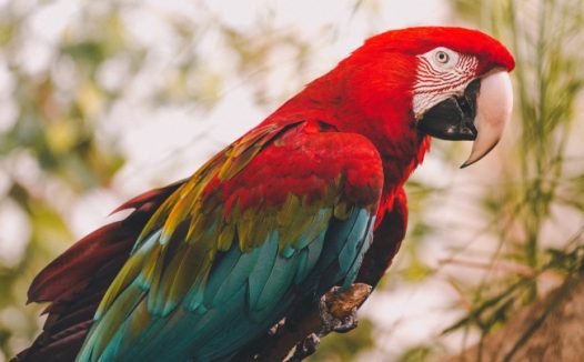 红绿金刚鹦鹉图片