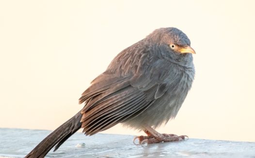 野生黄嘴鹛图片