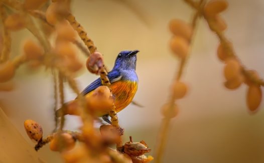 橙腹啄花鸟图片