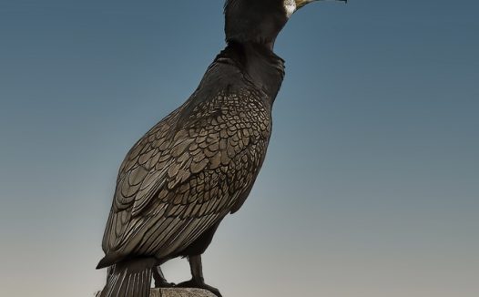 黑色野生鸬鹚图片