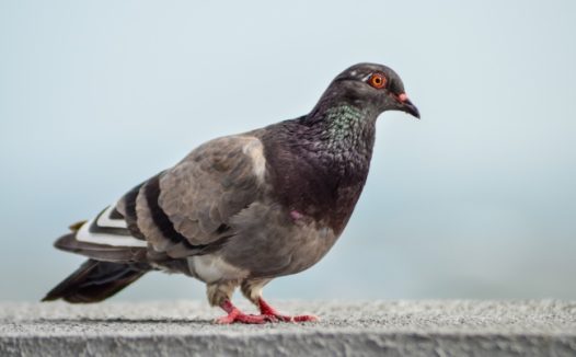 灰鸽子素材图片