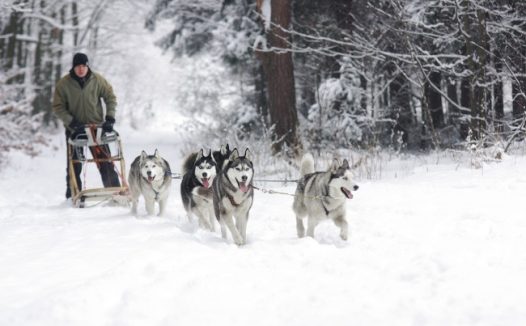 雪橇犬拉雪橇的图片