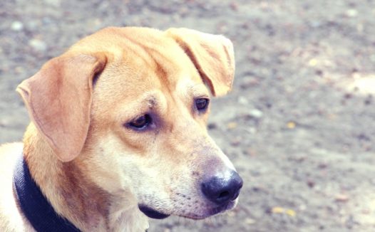 可爱流浪犬肖像图片