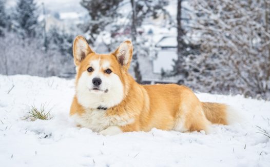 冬季威尔士柯基犬雪地摄影图片
