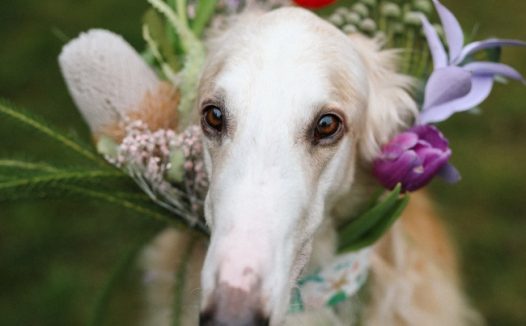 苏俄猎狼犬图片