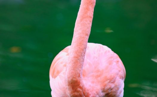 站在河中间的火烈鸟摄影图片