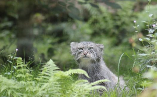 草丛里的野猫图片
