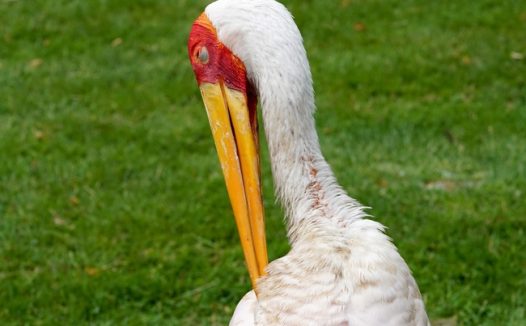 野生黄嘴鹳图片