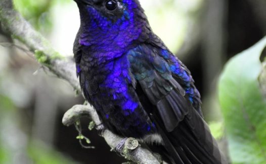 紫色蜂鸟图片