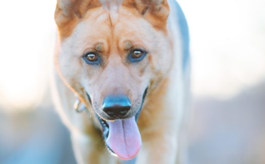 草地迎面走来的德国牧羊犬图片