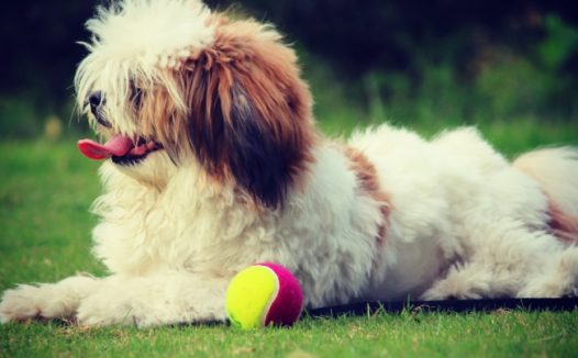 白色宠物狗图片